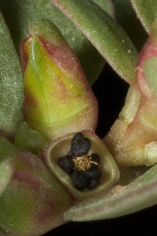 Pixis - a circumcisal capsule; one that dehisces around the circumference so that the top falls of like a lid - [Portulaca oleracea; Portulaceae]